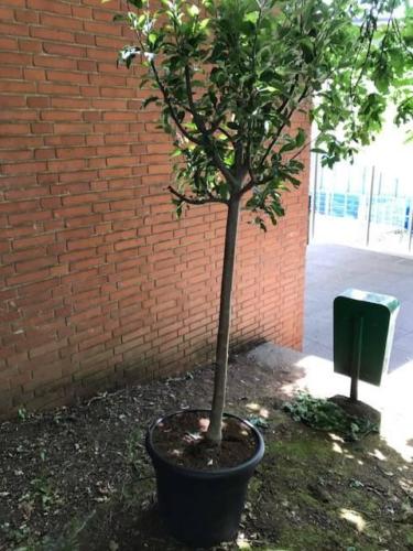 Arboles deseos / Bäume de Wünsche