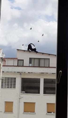 Pejac #stayarthome