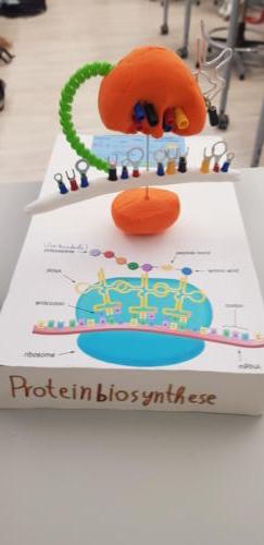 Modelos de ADN y biosíntesis de Proteínas / DNA-Modelle und Biosynthese von Proteinen
