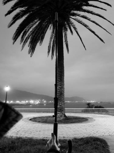 Palmera / Palme