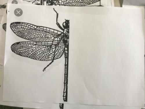 Libélulas/Libellen